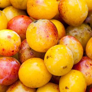 Prune Mirabelle