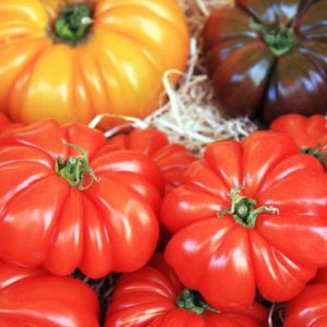 Tomate Marmande / Indigo